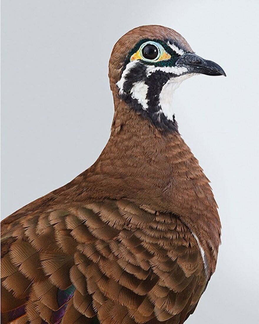 Photographer Captures The True Personality Of Birds In Her Photographs