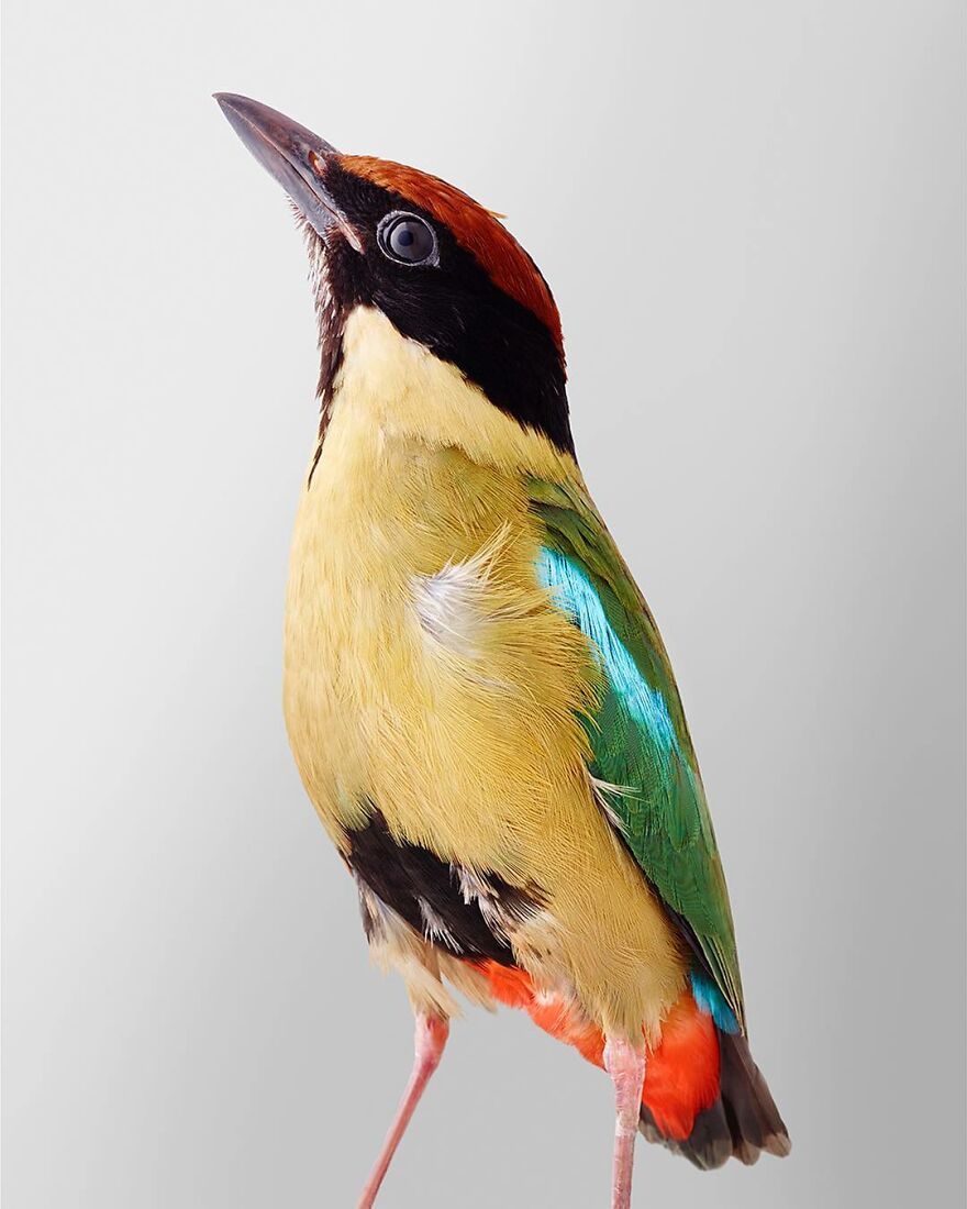 Photographer Captures The True Personality Of Birds In Her Photographs