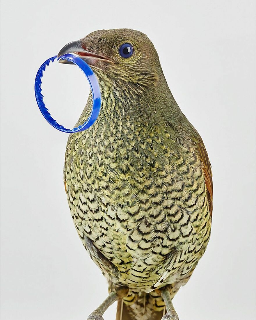 Photographer Captures The True Personality Of Birds In Her Photographs