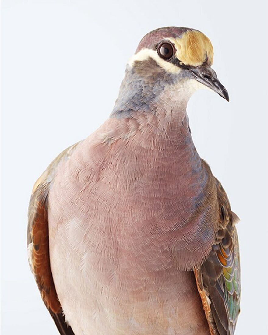 Photographer Captures The True Personality Of Birds In Her Photographs