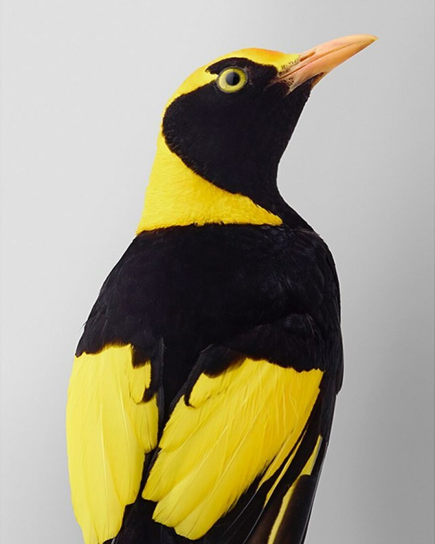 Photographer Captures The True Personality Of Birds In Her Photographs