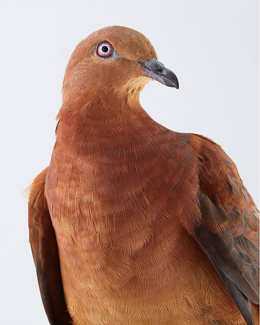 Photographer Captures The True Personality Of Birds In Her Photographs