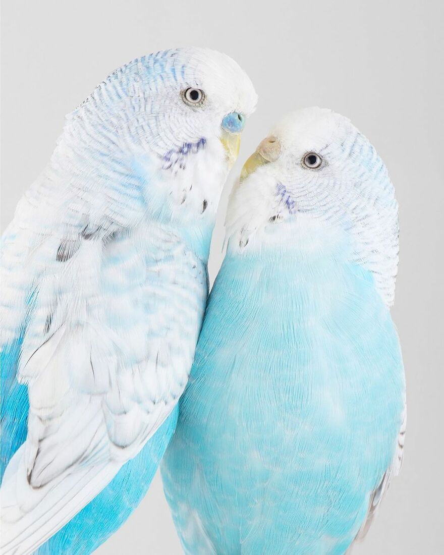 Photographer Captures The True Personality Of Birds In Her Photographs
