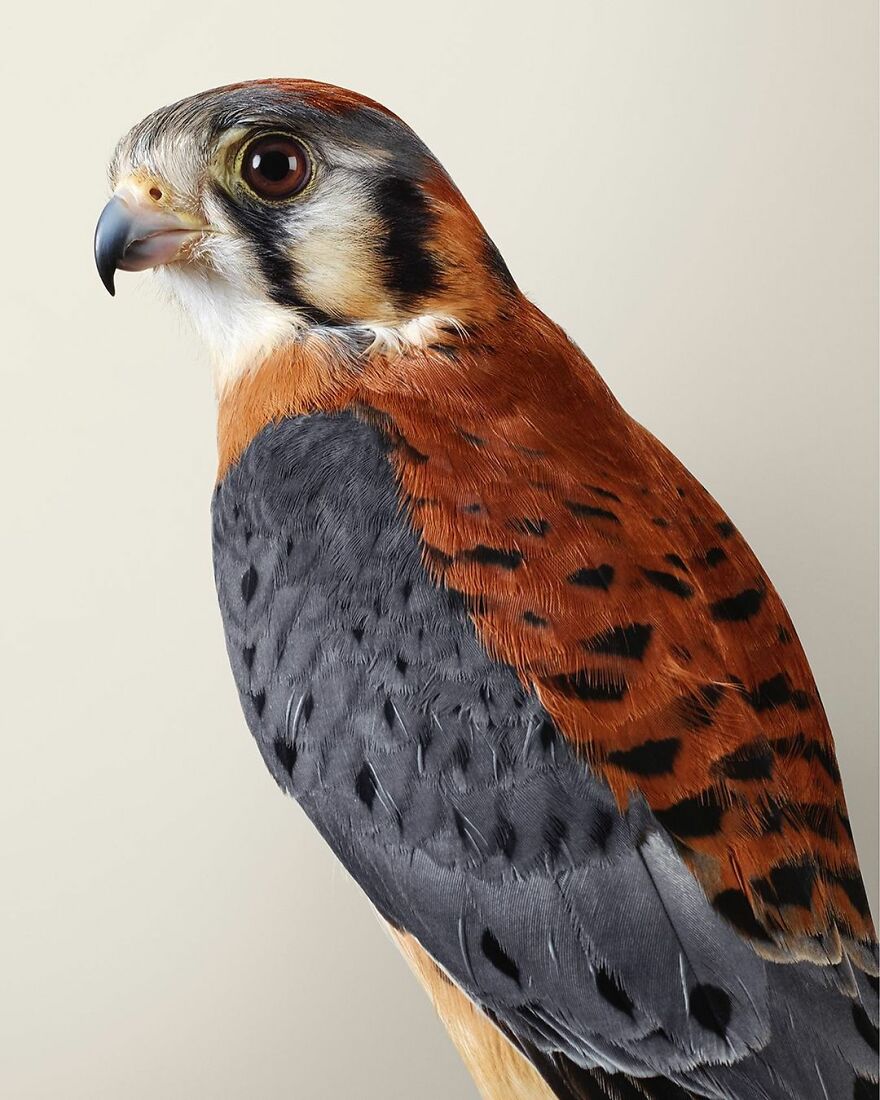 Photographer Captures The True Personality Of Birds In Her Photographs