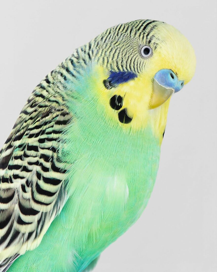 Photographer Captures The True Personality Of Birds In Her Photographs