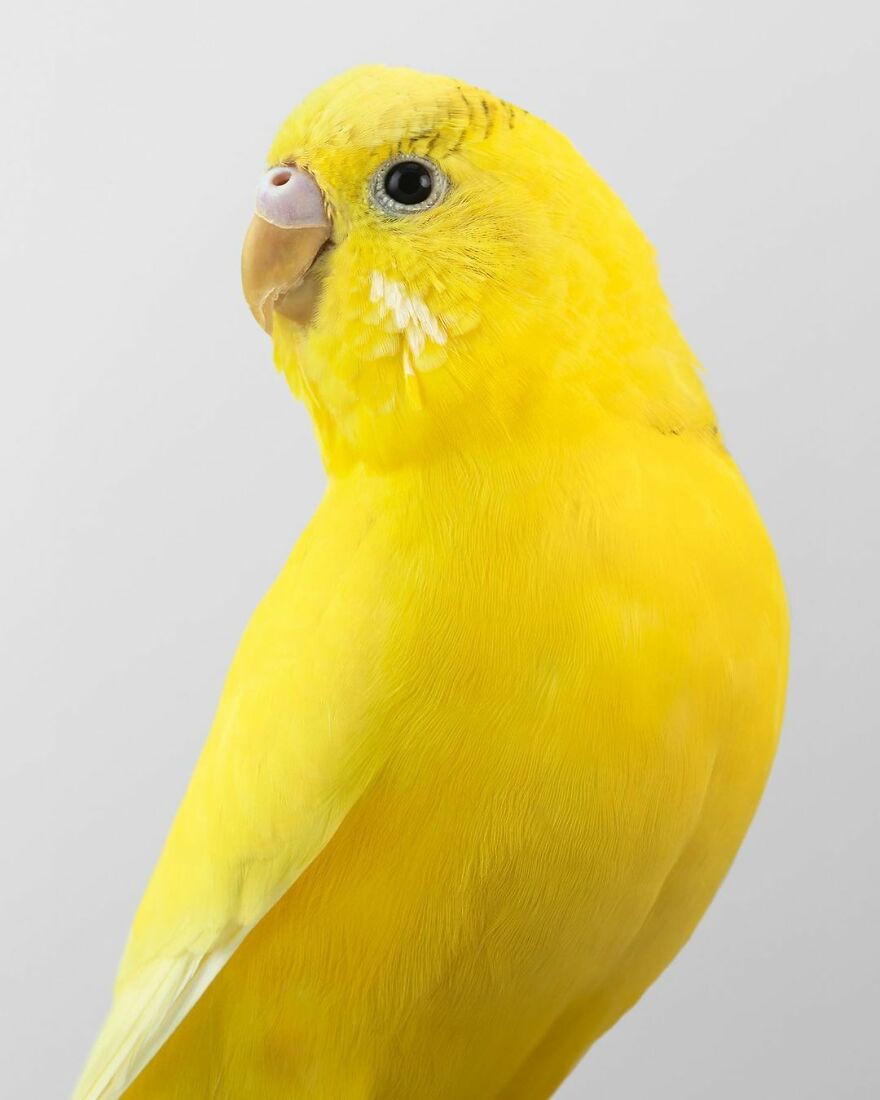 Photographer Captures The True Personality Of Birds In Her Photographs