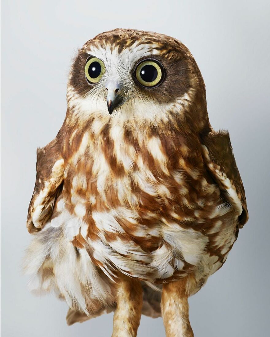 Photographer Captures The True Personality Of Birds In Her Photographs