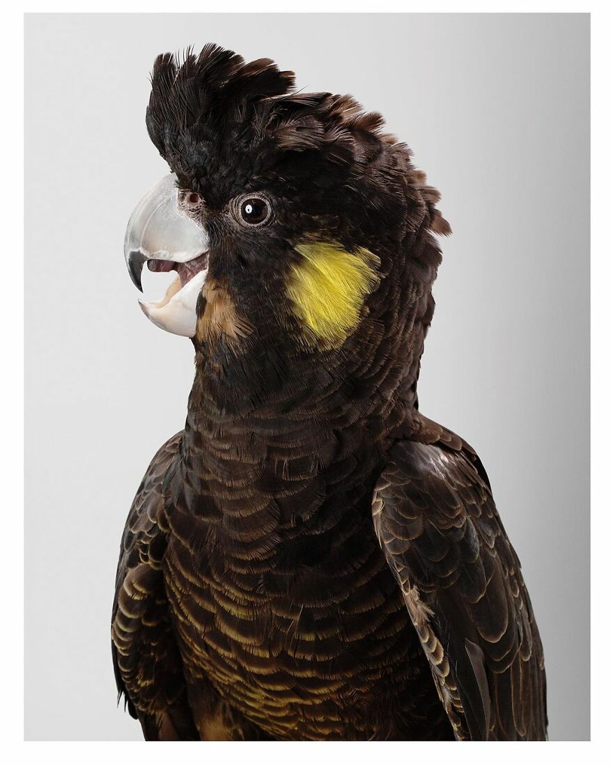 Photographer Captures The True Personality Of Birds In Her Photographs