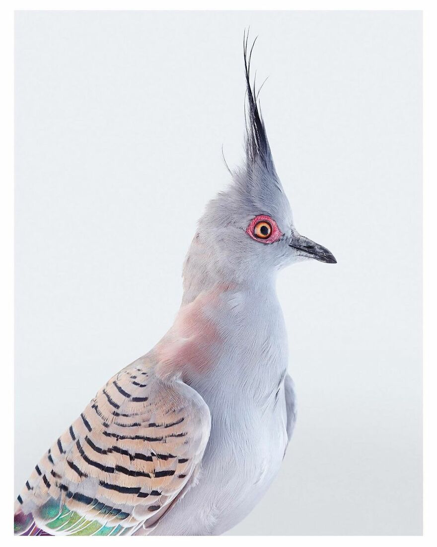 Photographer Captures The True Personality Of Birds In Her Photographs