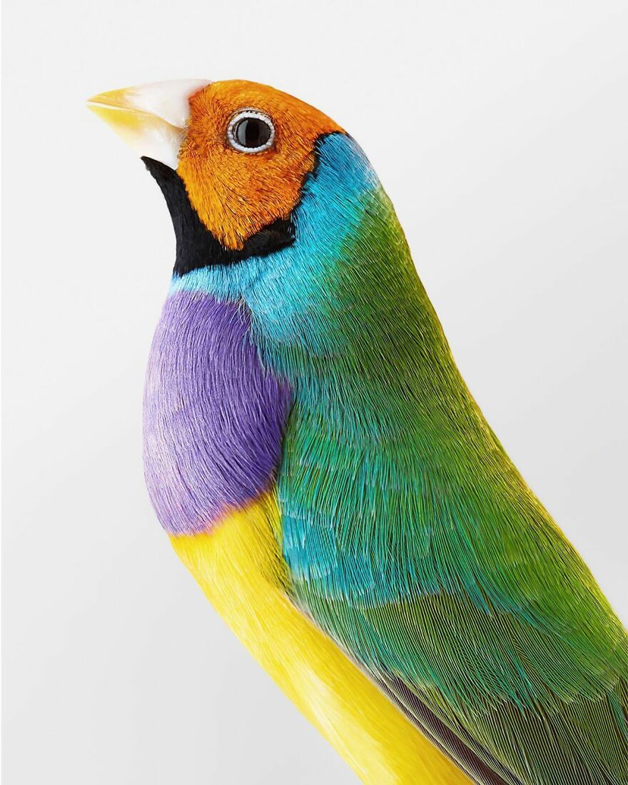 Photographer Captures The True Personality Of Birds In Her Photographs