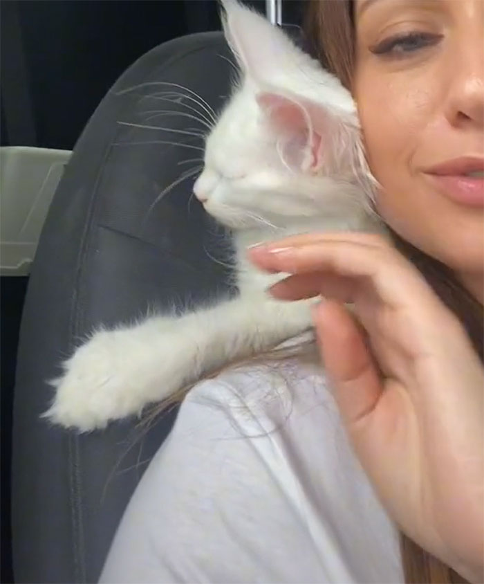 Este gato Maine Coon es tan grande que a primera vista lo confunden con un perro Este gato Maine Coon es tan grande que a primera vista lo confunden con un perro