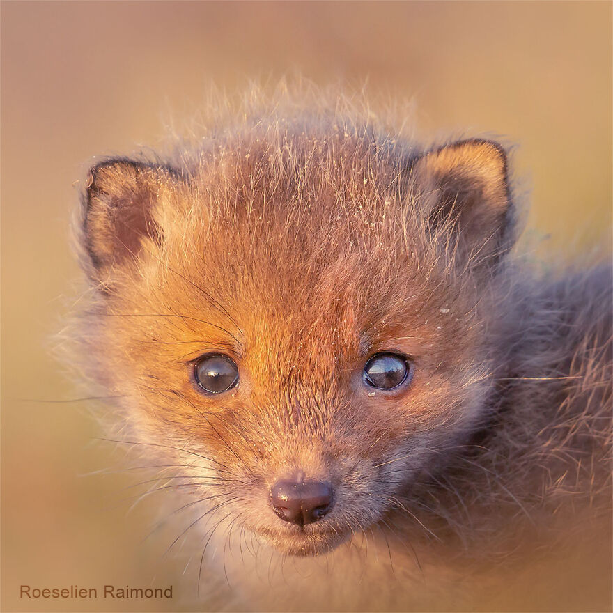 Sixty Four Foxy Faces