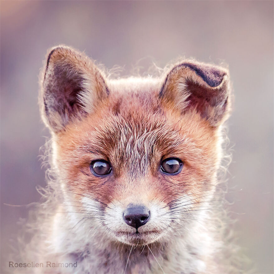 Sixty Four Foxy Faces