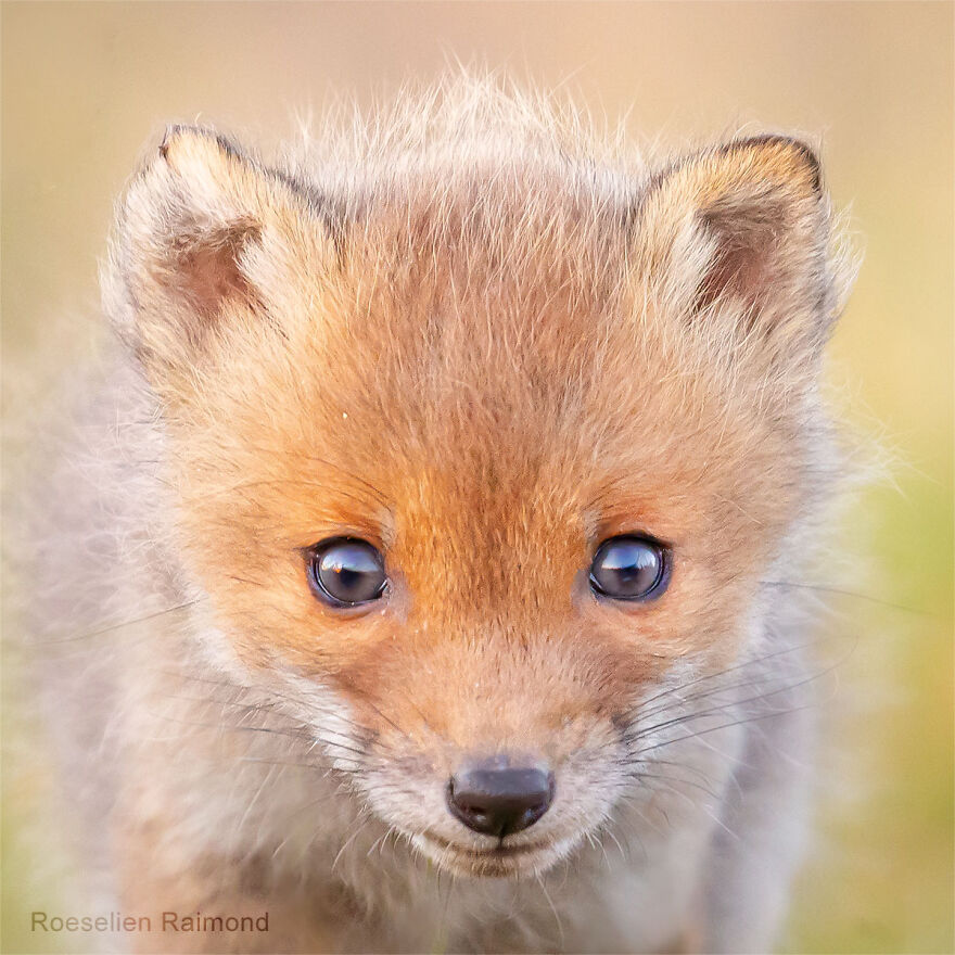 Sixty Four Foxy Faces