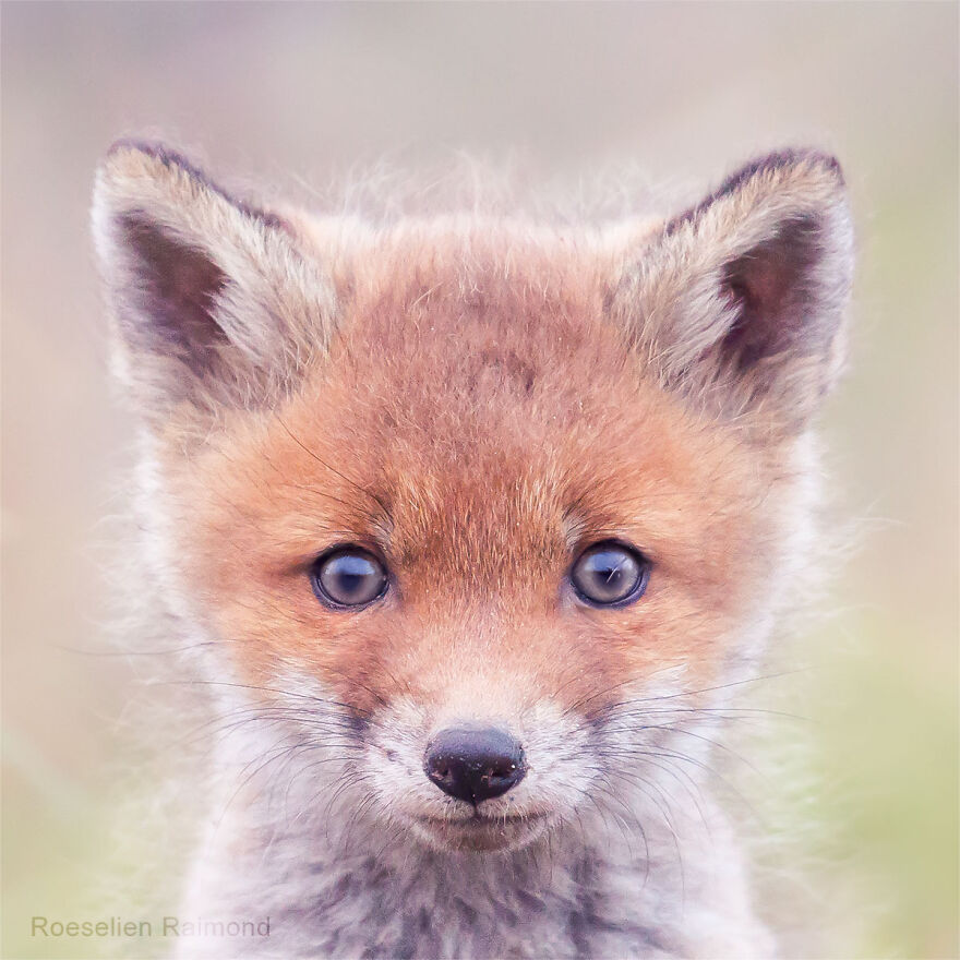 Sixty Four Foxy Faces