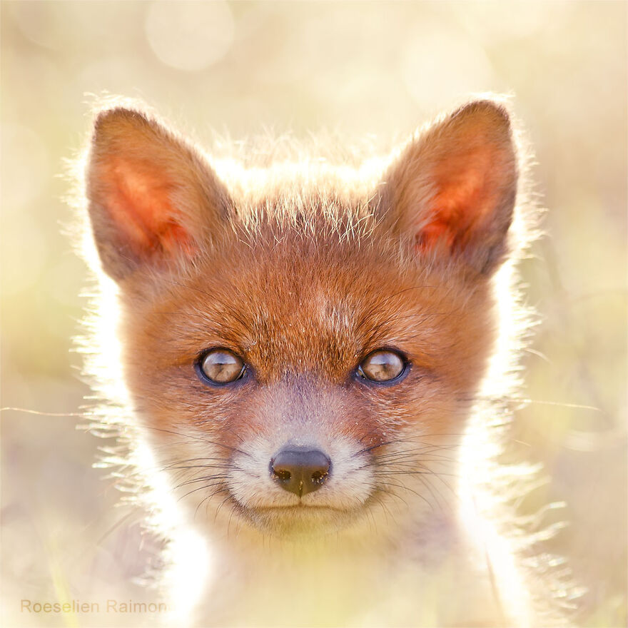 Sixty Four Foxy Faces