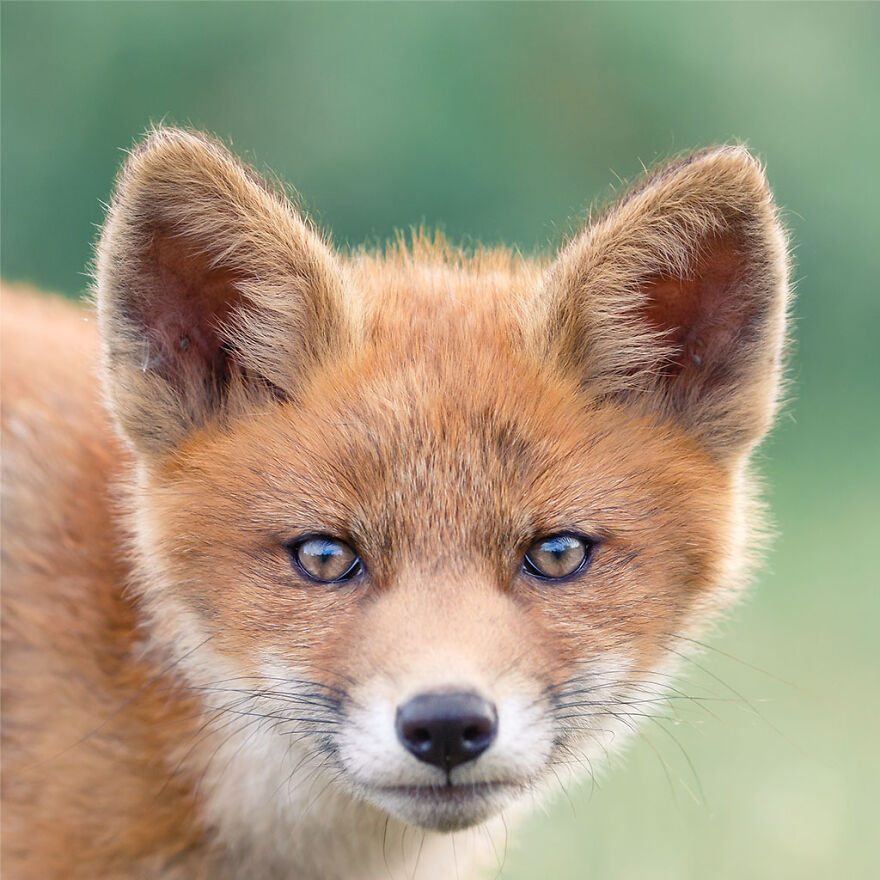 Sixty Four Foxy Faces