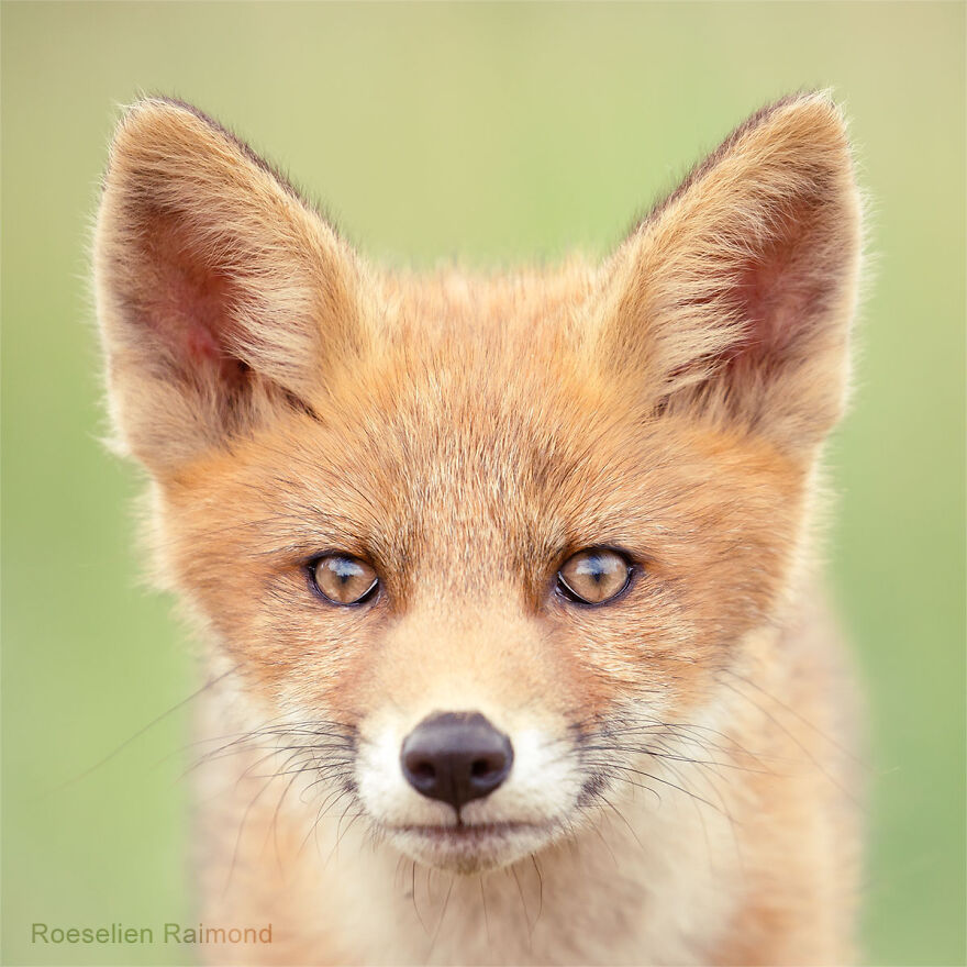 Sixty Four Foxy Faces