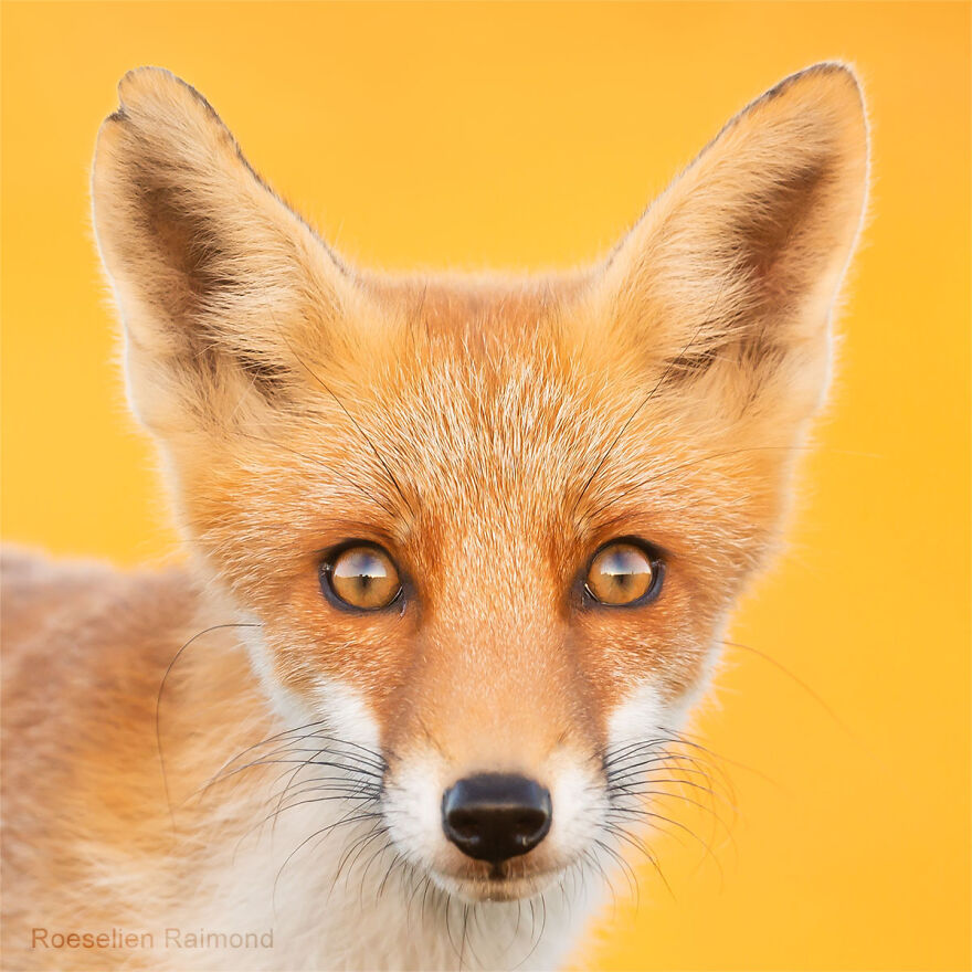 Sixty Four Foxy Faces