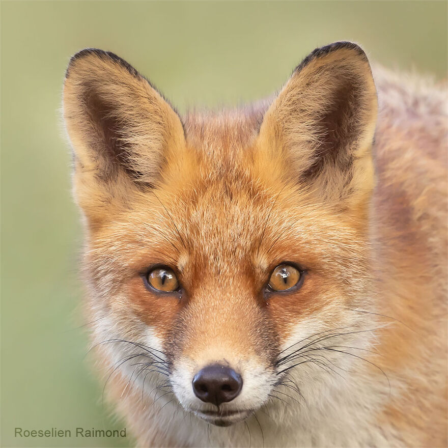 Sixty Four Foxy Faces