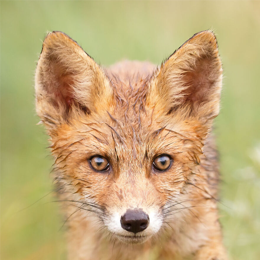 Sixty Four Foxy Faces