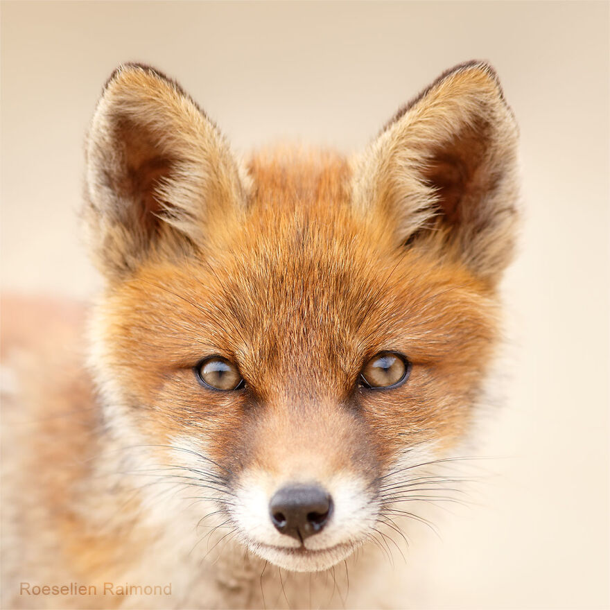 Sixty Four Foxy Faces