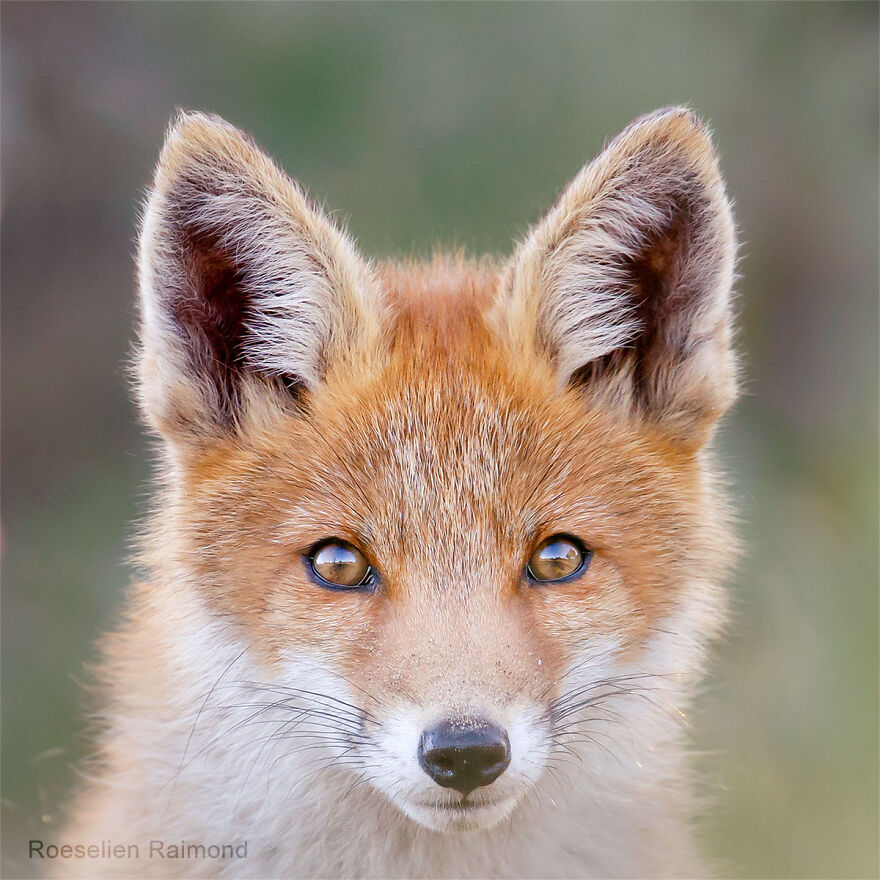 Sixty Four Foxy Faces