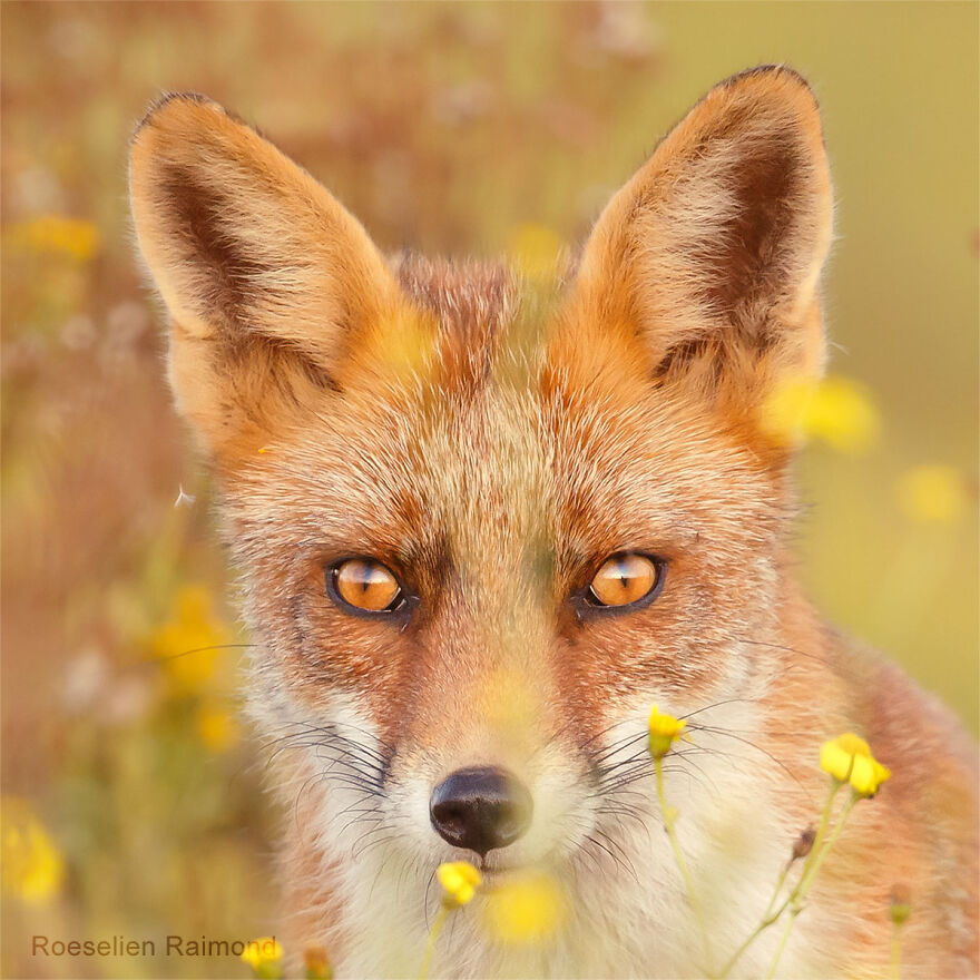 Sixty Four Foxy Faces