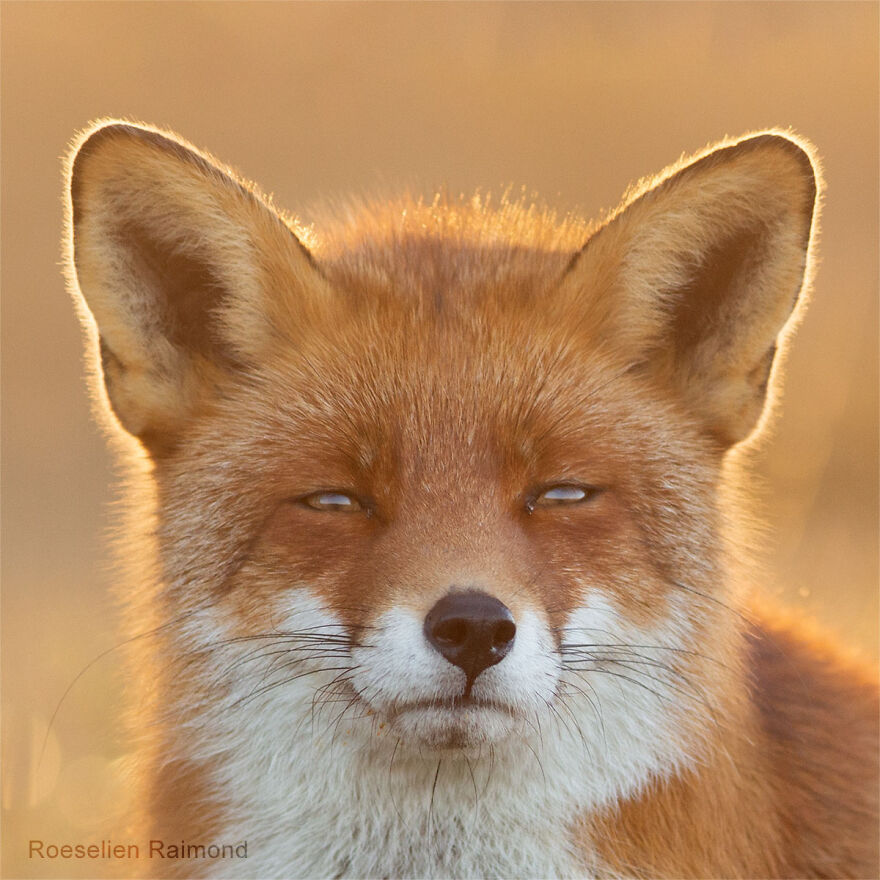 Sixty Four Foxy Faces