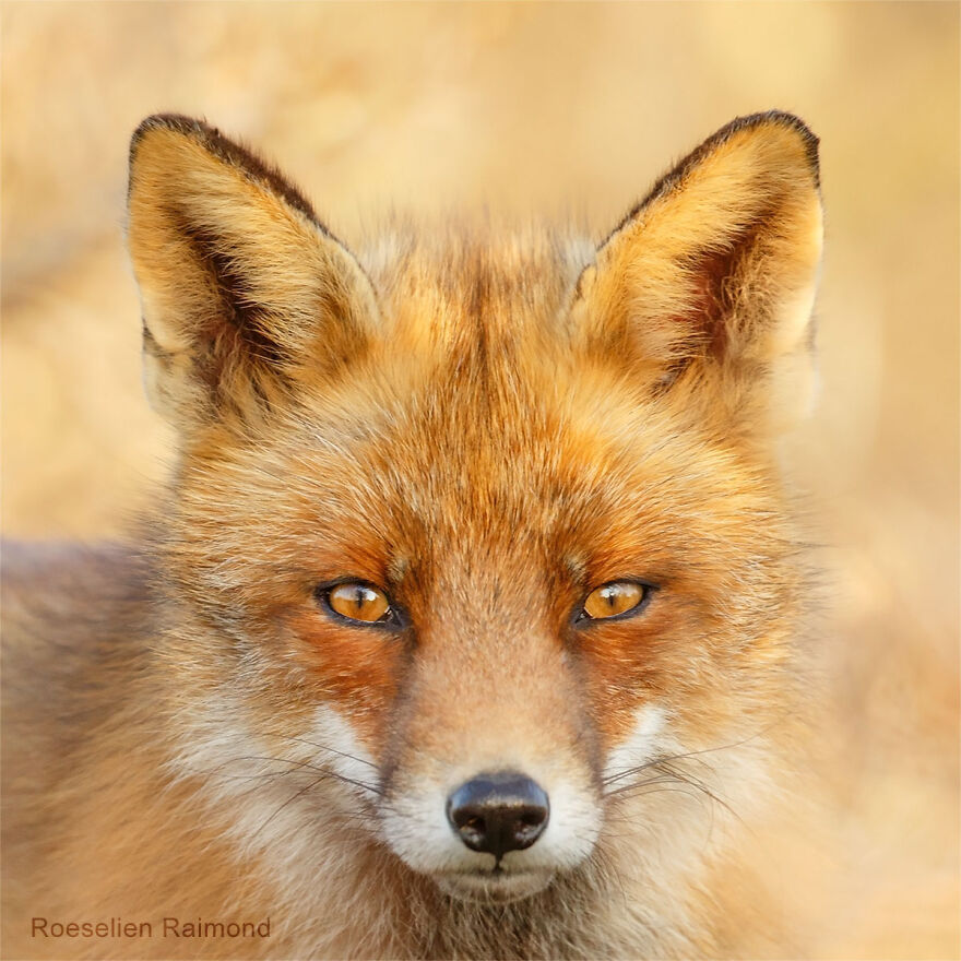 Sixty Four Foxy Faces