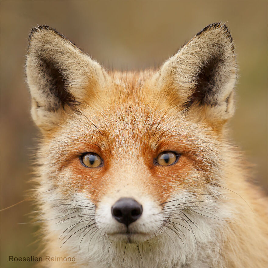 Sixty Four Foxy Faces