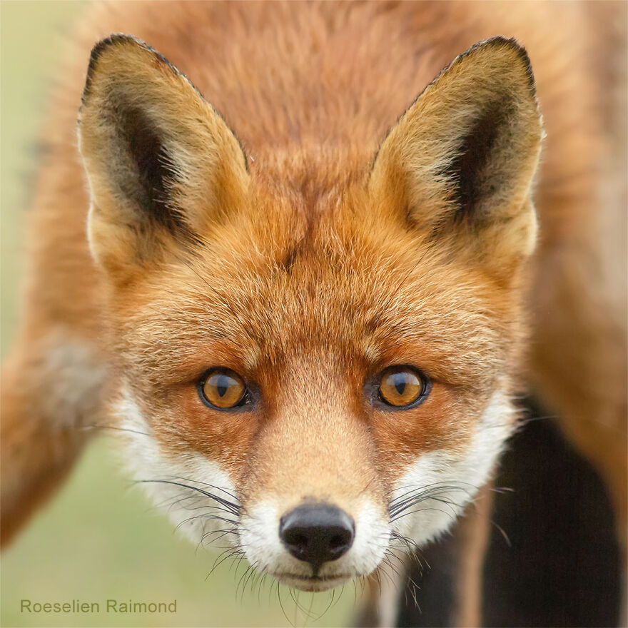 Sixty Four Foxy Faces