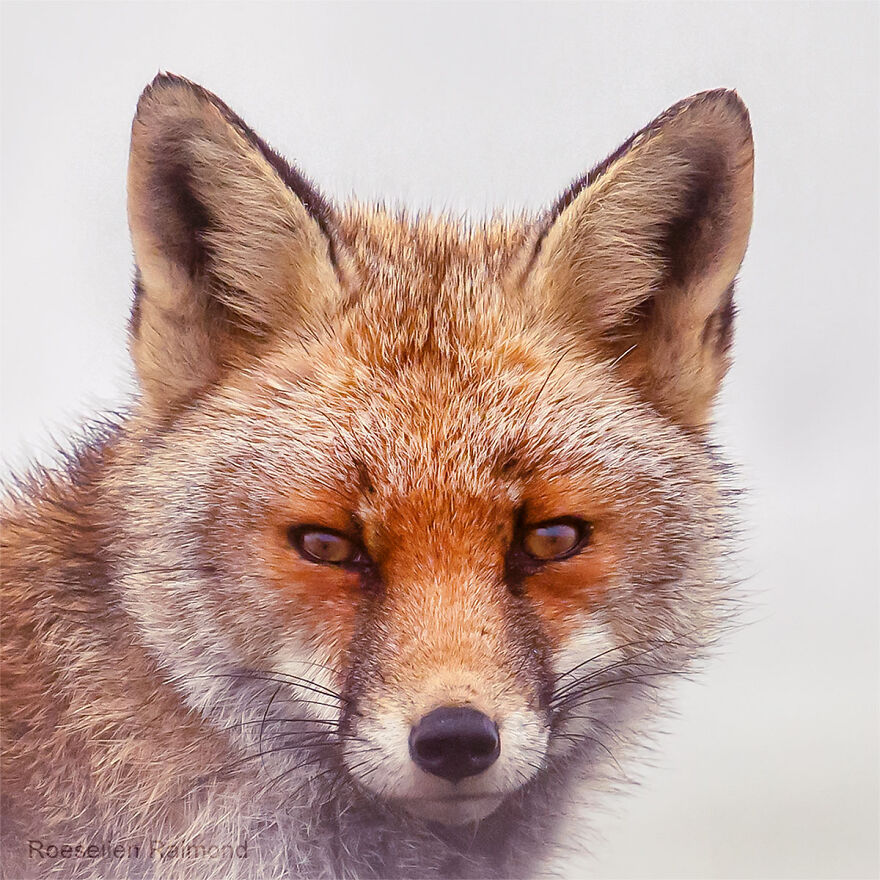 Sixty Four Foxy Faces