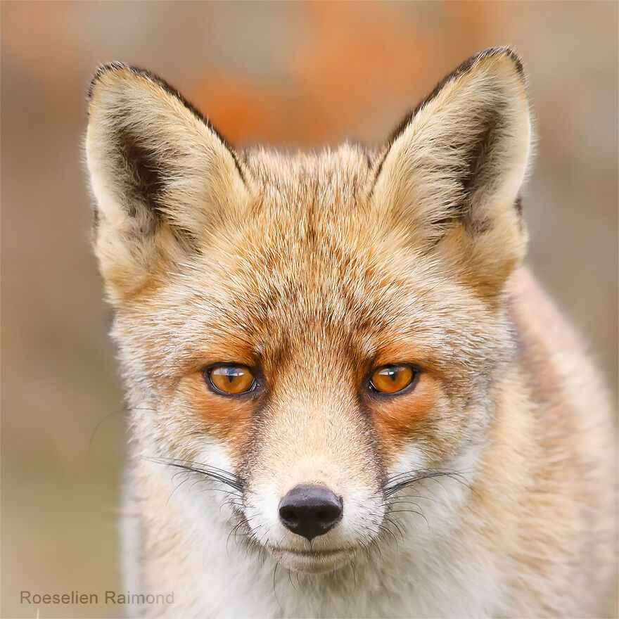 Sixty Four Foxy Faces