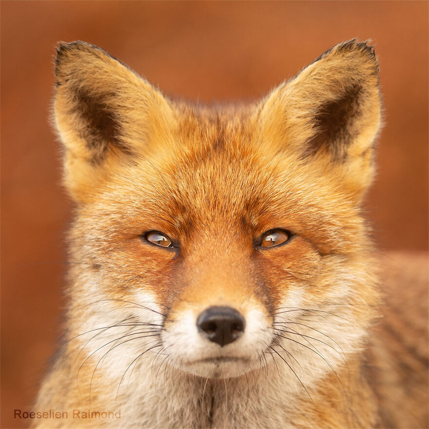 Sixty Four Foxy Faces