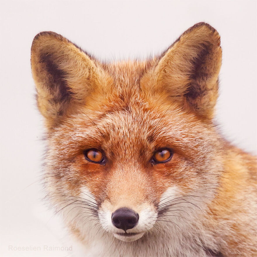 Sixty Four Foxy Faces