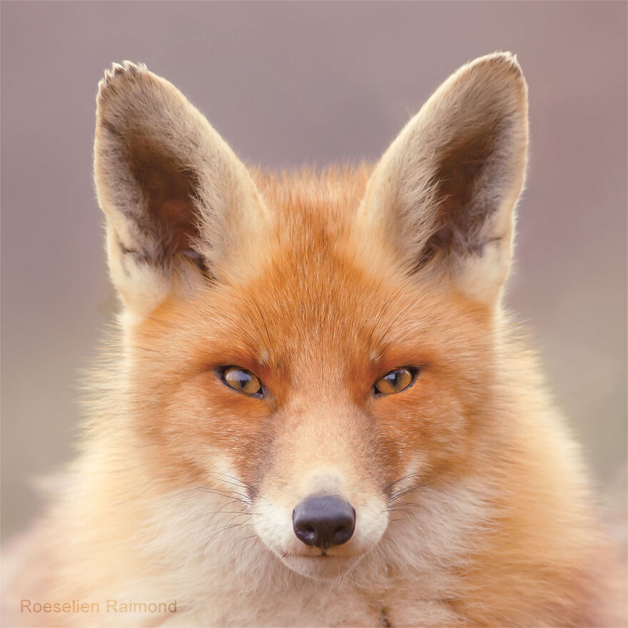 Sixty Four Foxy Faces