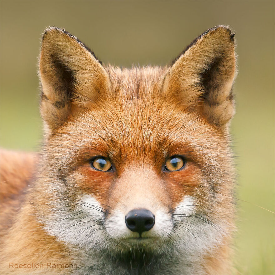 Sixty Four Foxy Faces