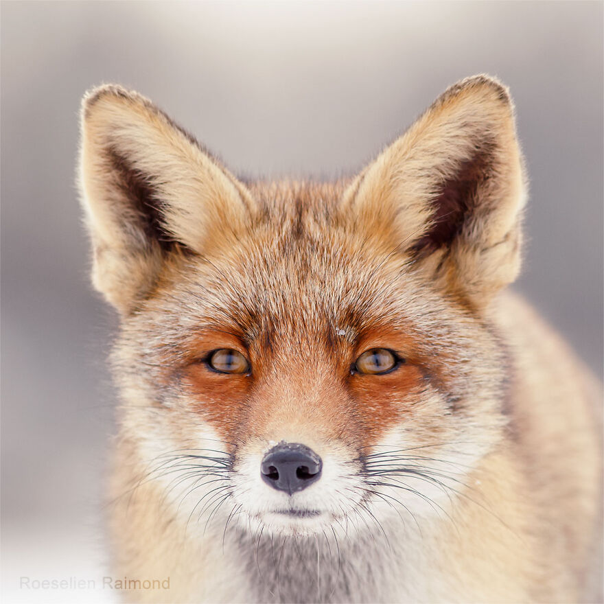 Sixty Four Foxy Faces