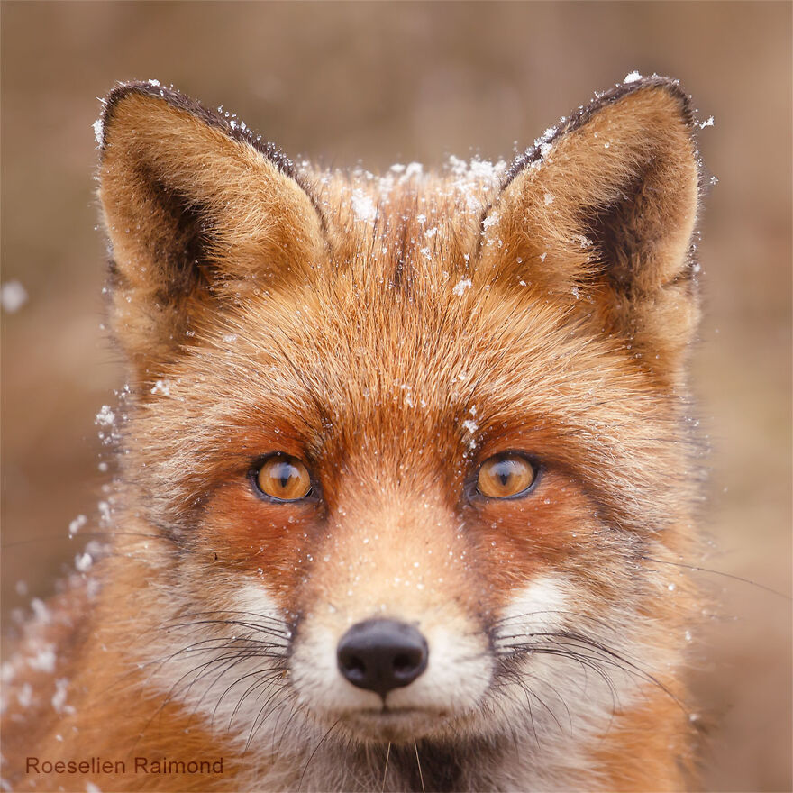 Sixty Four Foxy Faces