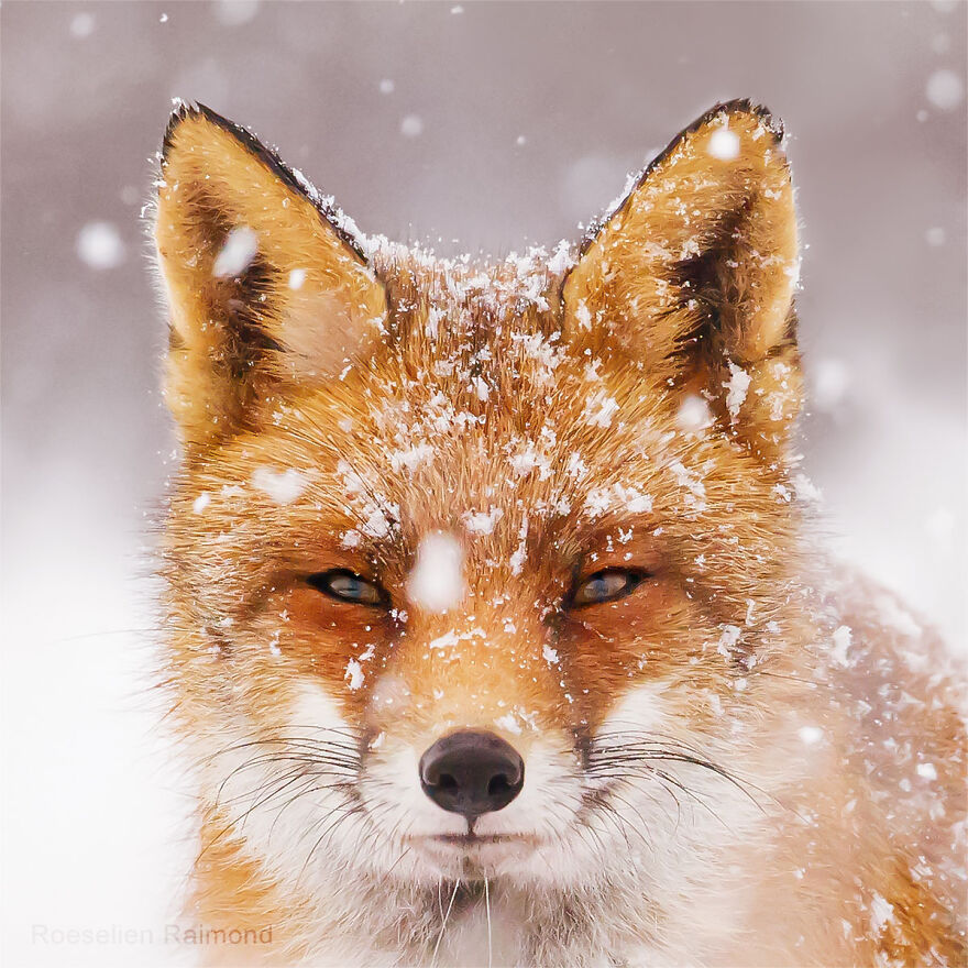 Sixty Four Foxy Faces