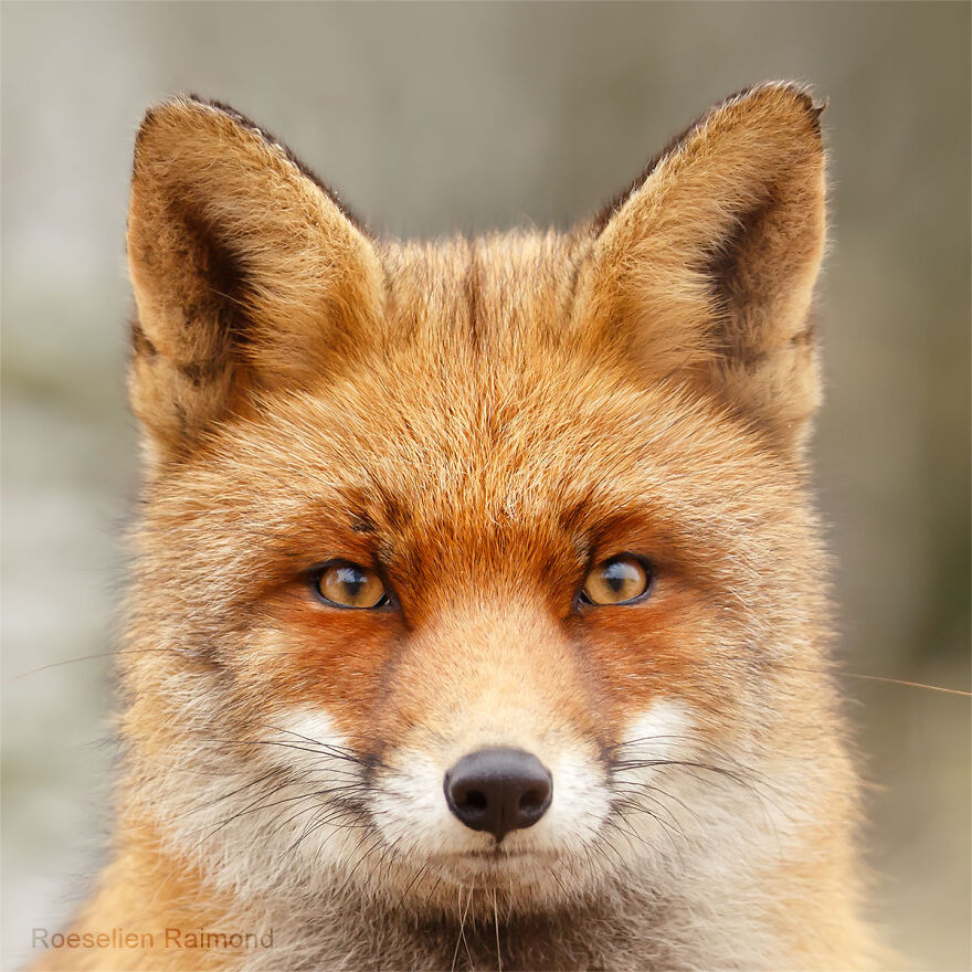 Sixty Four Foxy Faces