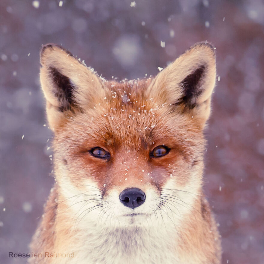 Sixty Four Foxy Faces