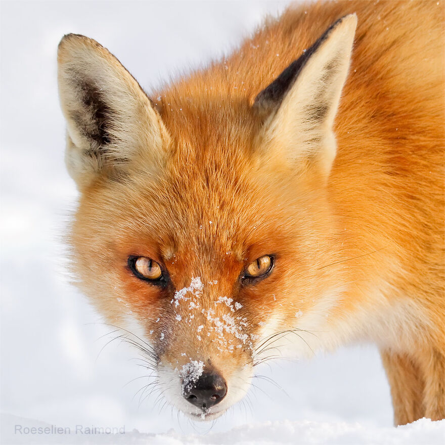 Sixty Four Foxy Faces