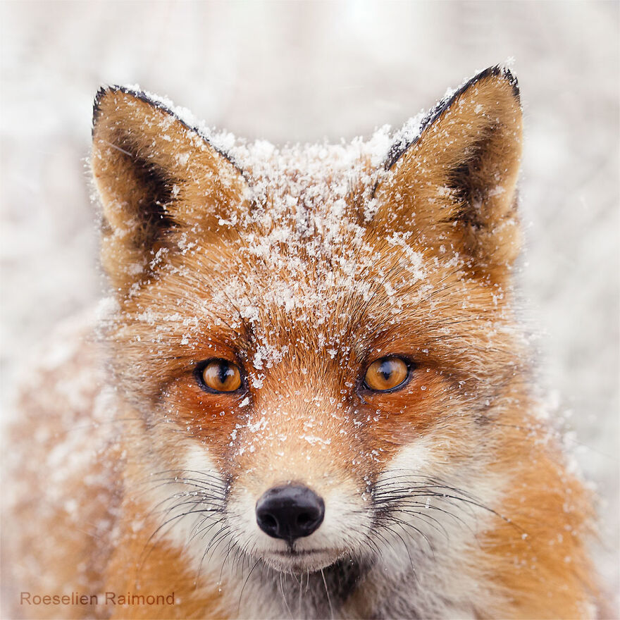 Sixty Four Foxy Faces