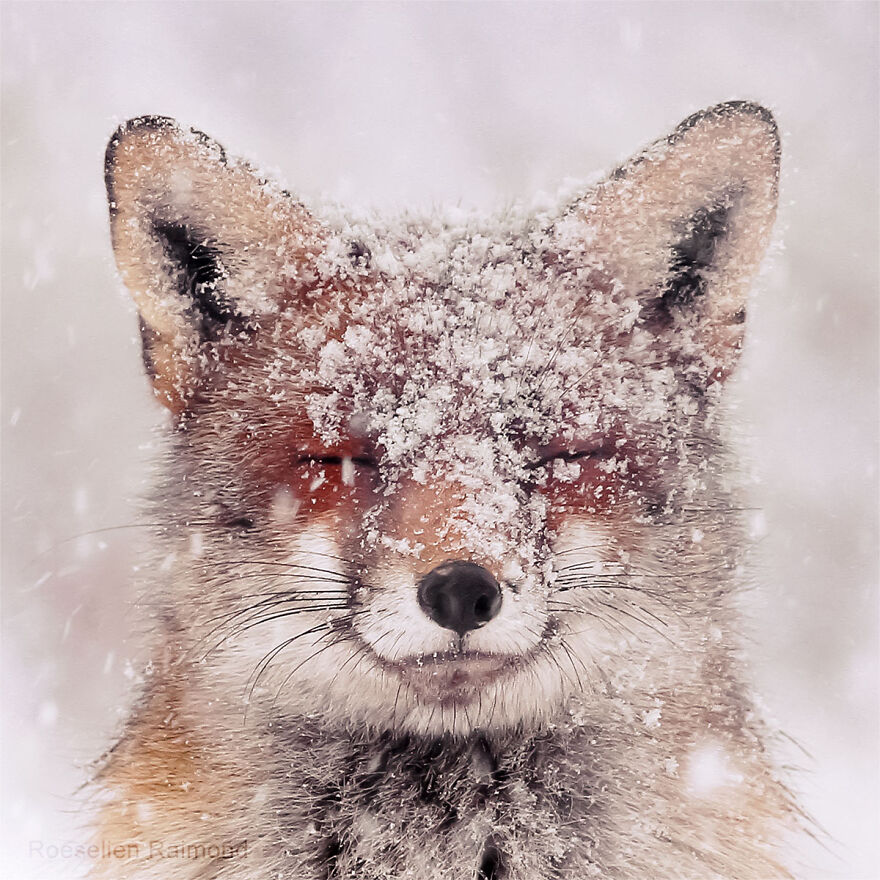 Sixty Four Foxy Faces