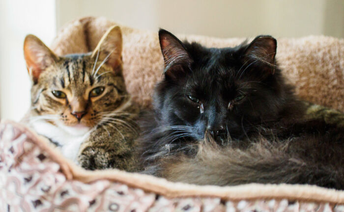 Street Cat And Shelter Cat