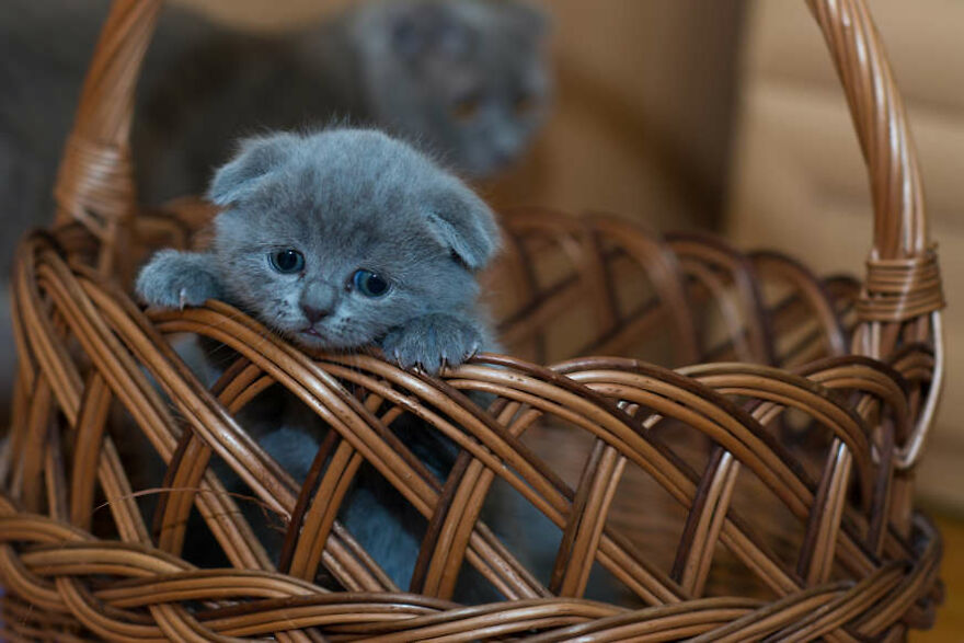 40 Cutest And Loveliest Cats To Make Your Day