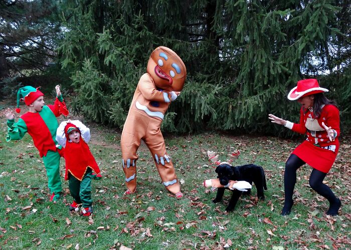 Dog vs. Gingerbread Cookie (Part 2)