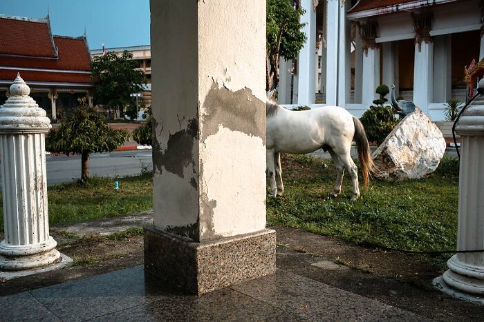 A white horse partially hidden behind a weathered pillar in an urban street photo capturing everyday life.